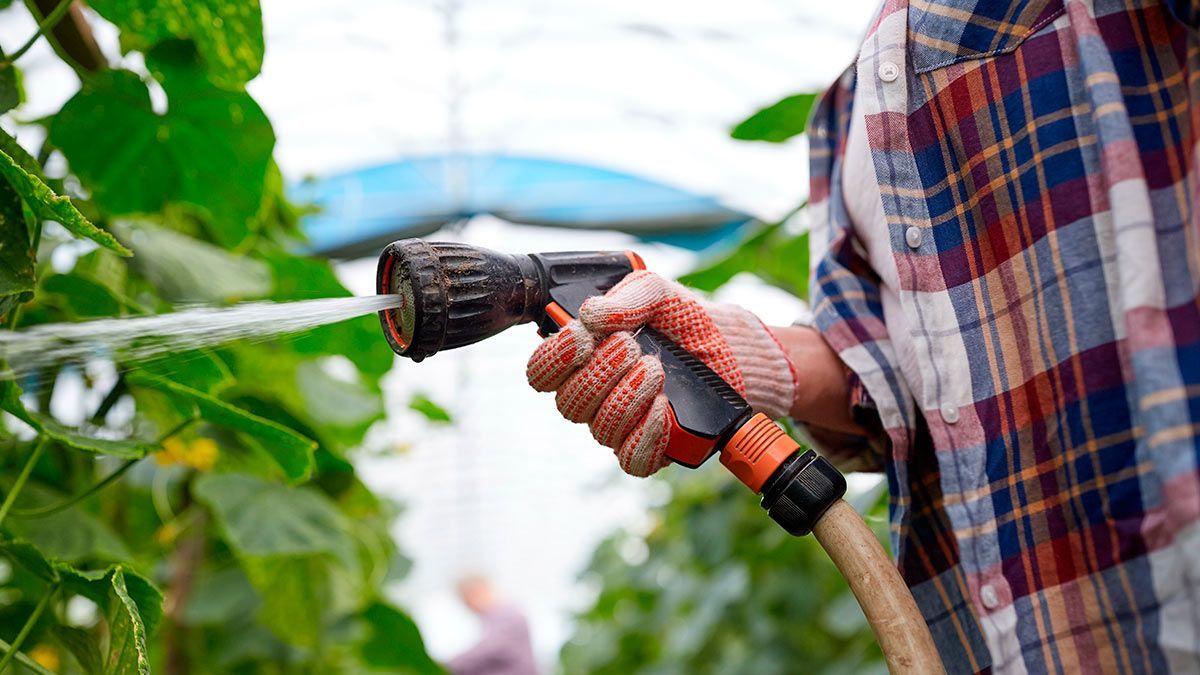 Как часто поливать огурцы Как часто поливать огурцы