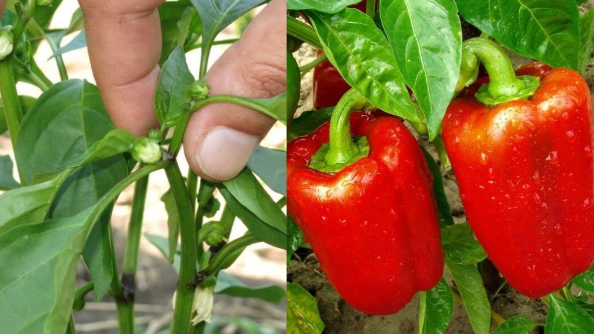 Как пасынковать перцы Как пасынковать перцы