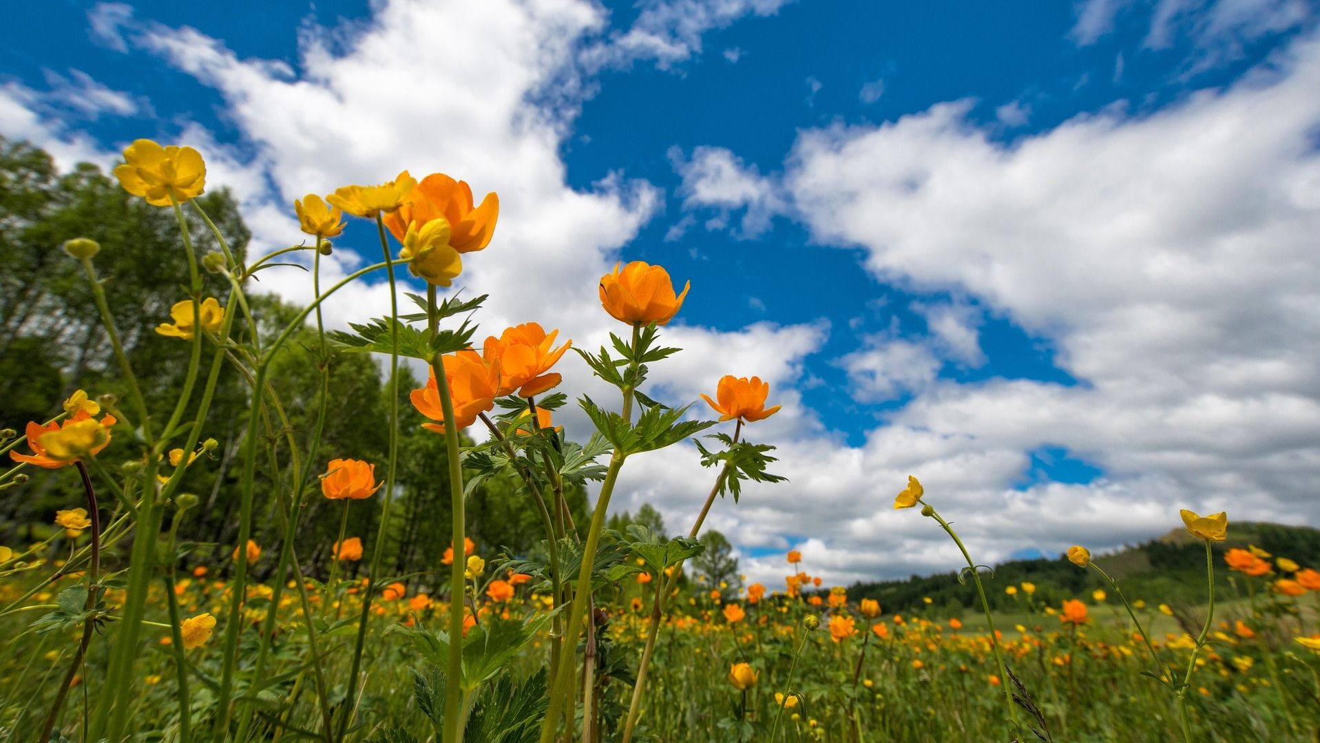 Яке свято 6 червня Яке свято 6 червня