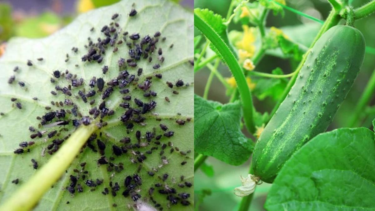 Чем отделать огурцы от тли Чем отделать огурцы от тли