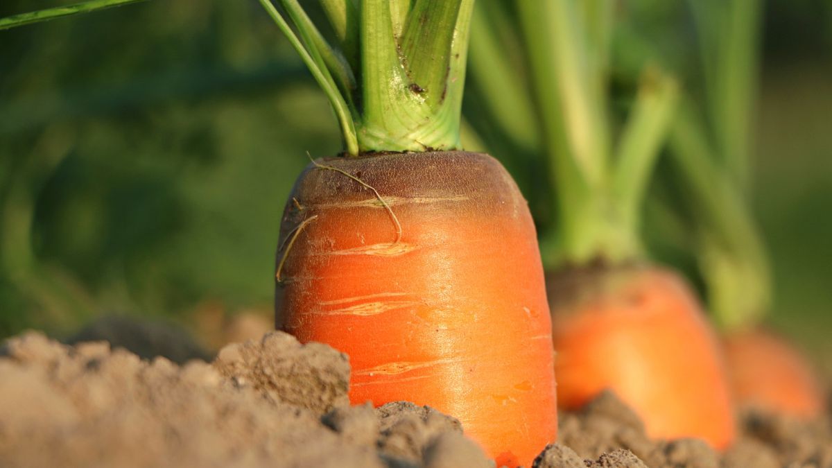 Можно ли сеять морковь в июне