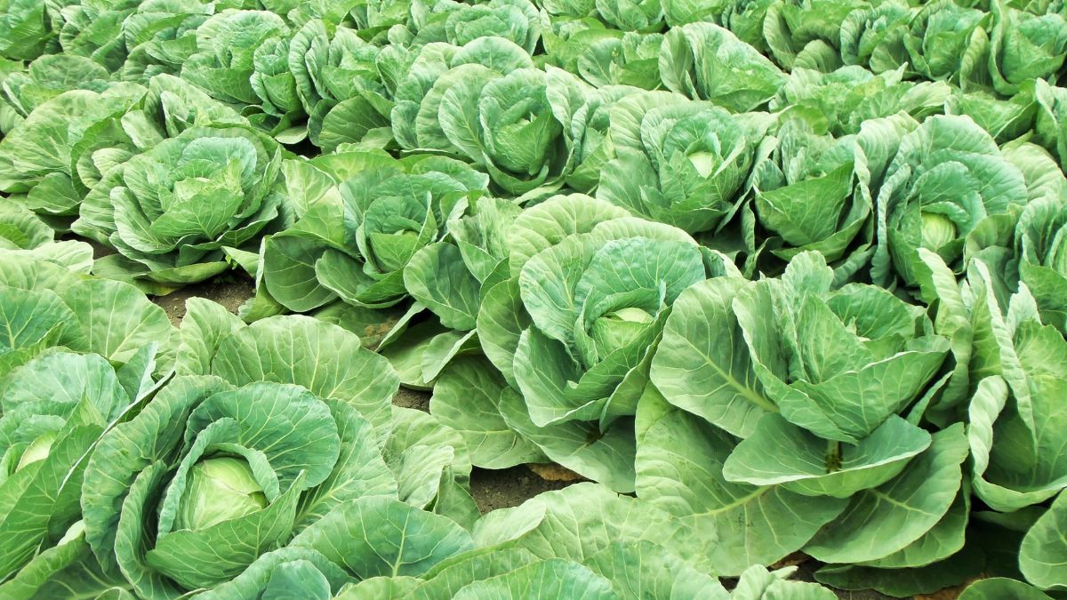 Як часто поливати капусту Як часто поливати капусту