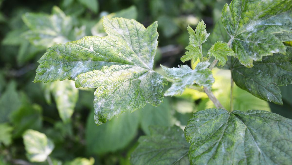 Чем обработать кусты смородины от белых пятен Чем обработать кусты смородины от белых пятен