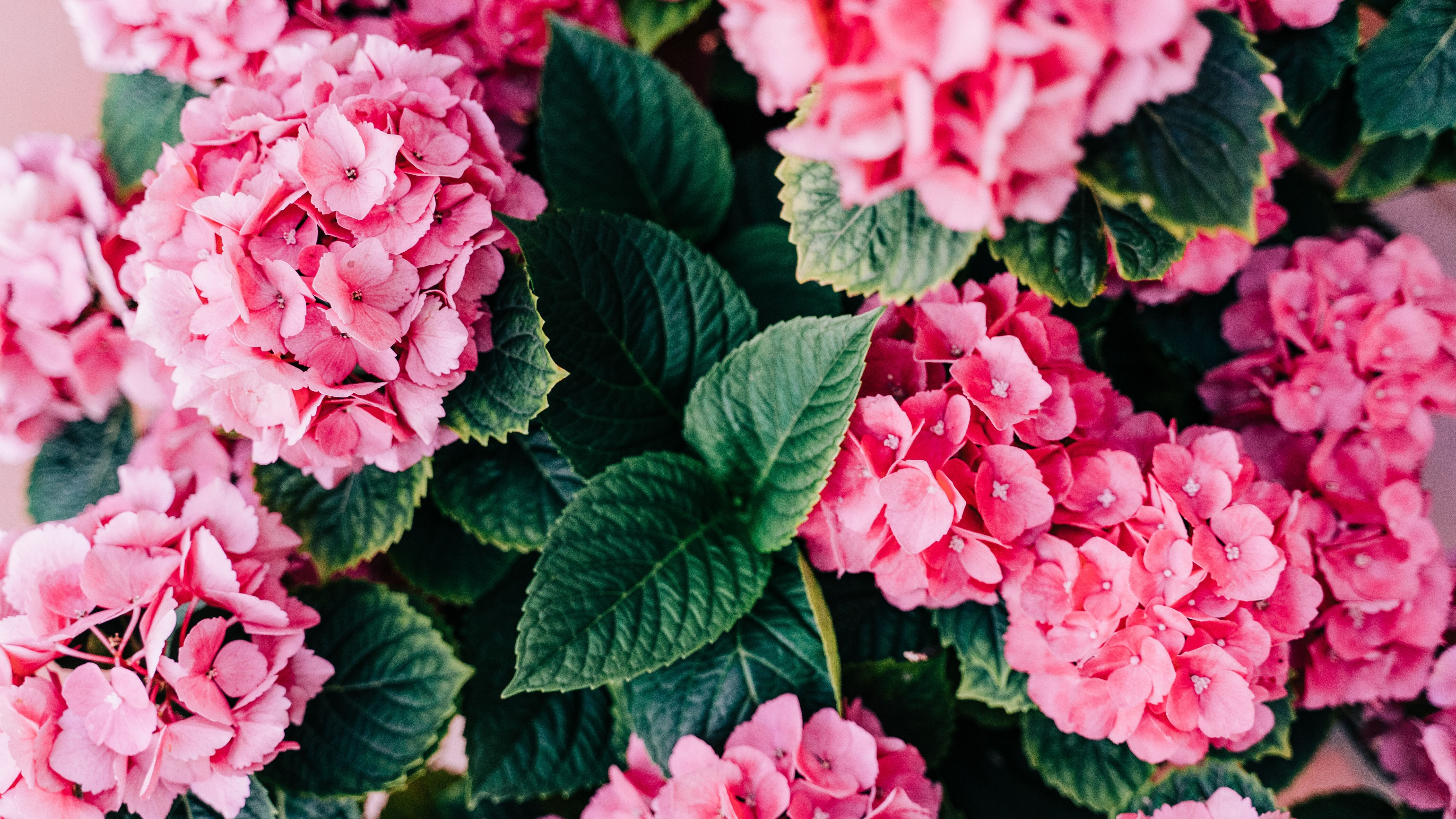 Яке свято 7 червня Яке свято 7 червня