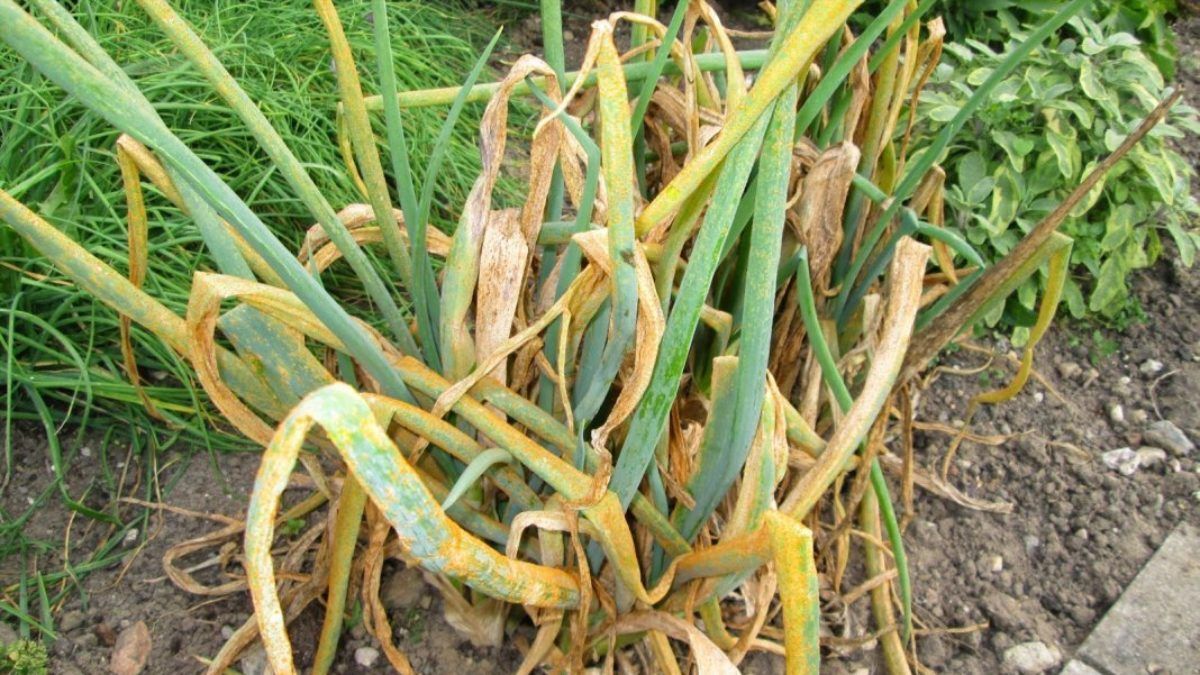 Что делать, когда желтеет лук Что делать, когда желтеет лук