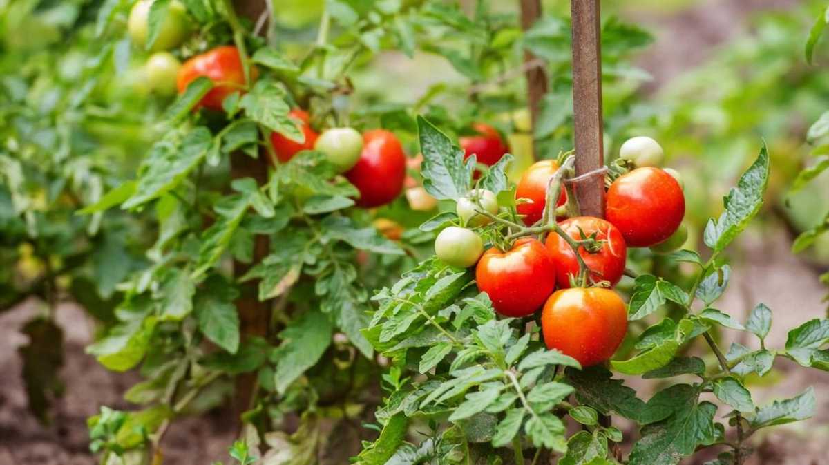 Система поливу помідорів