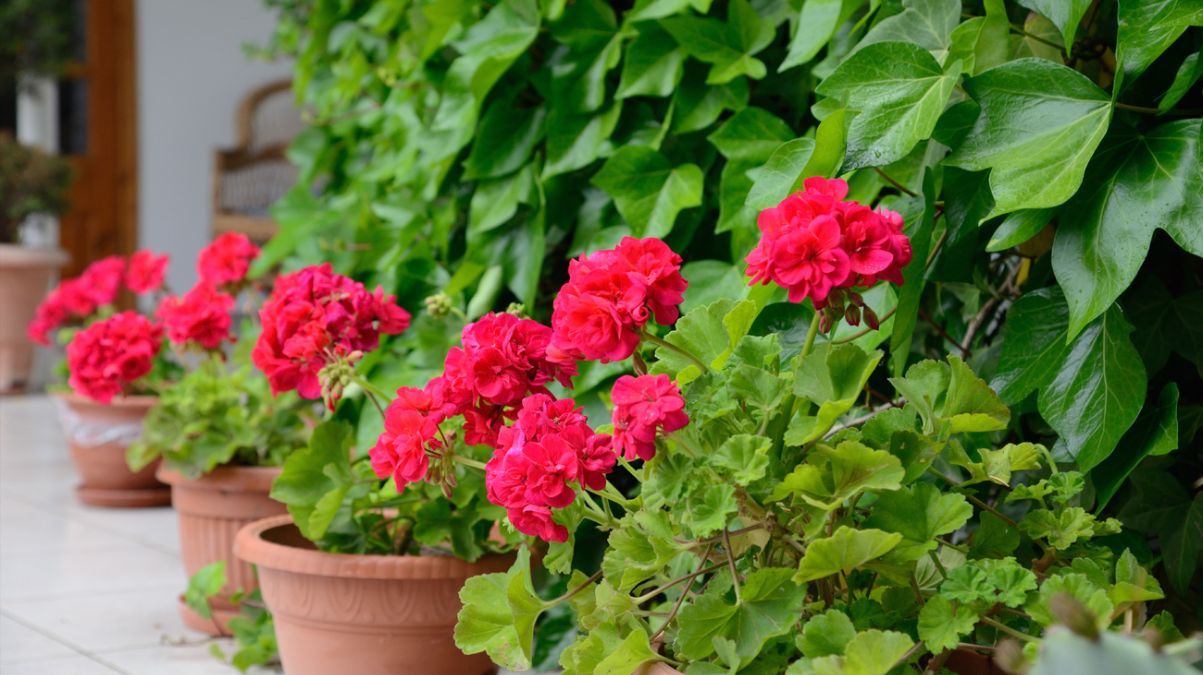 Як використовувати аспірин для поливу квітів Як використовувати аспірин для поливу квітів