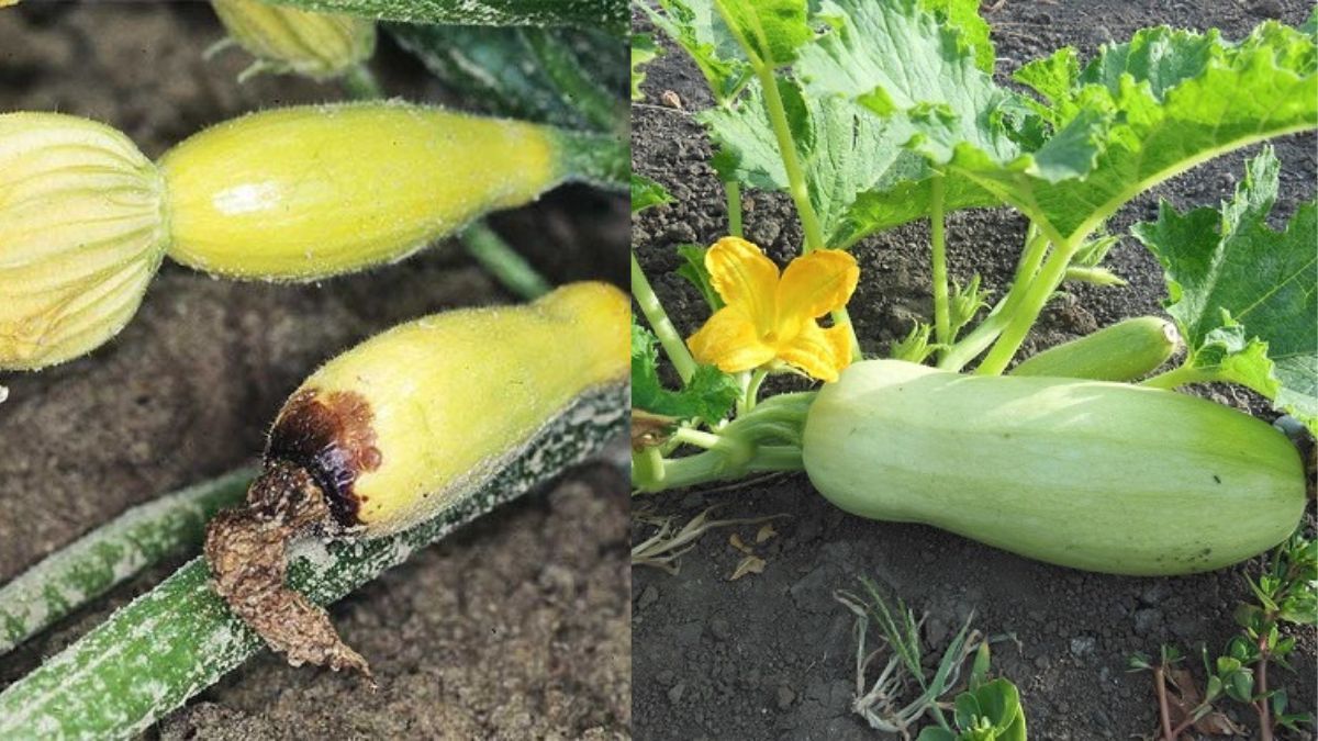 Чому гниють кабачки Чому гниють кабачки