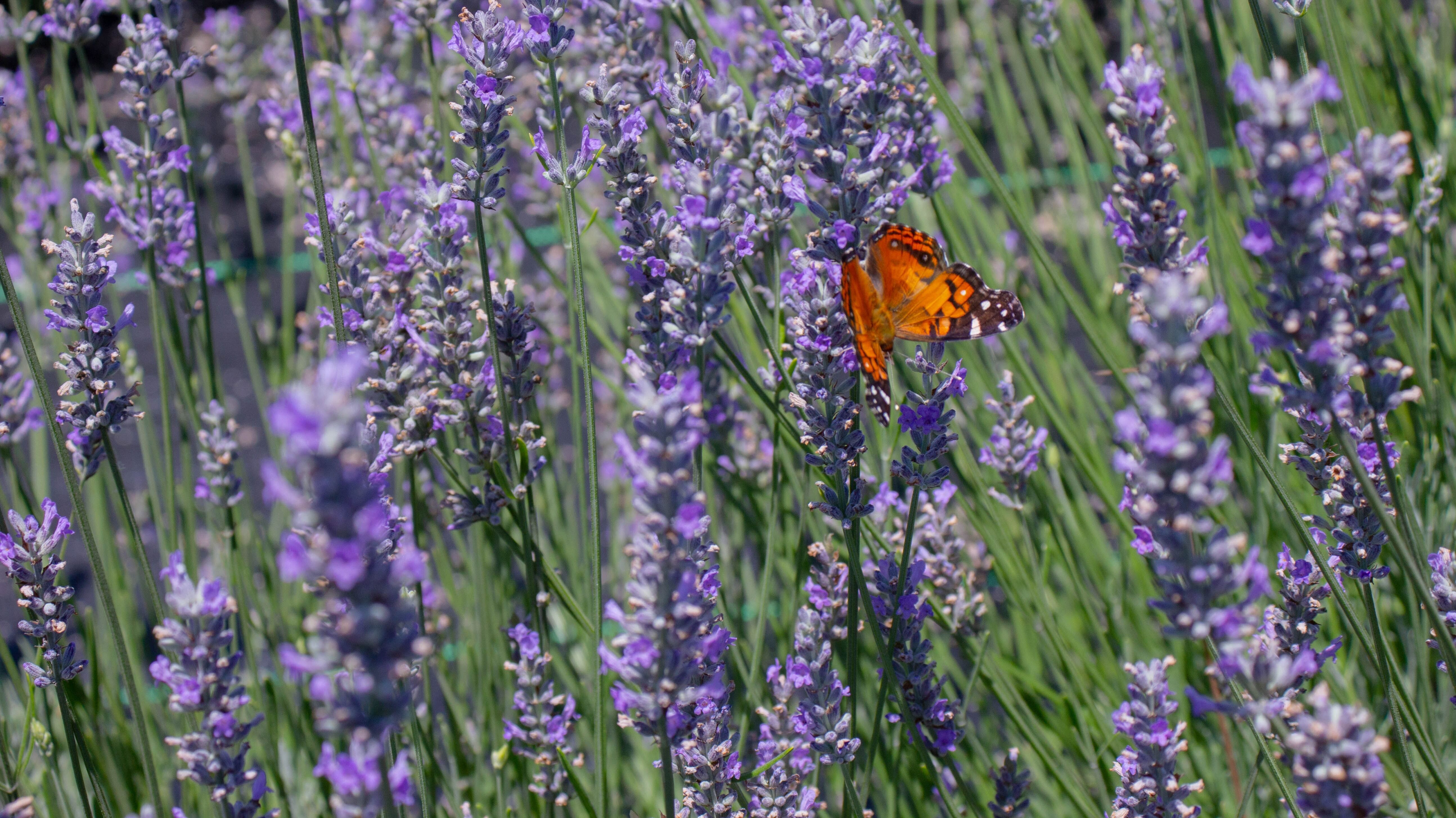 Яке свято 8 червня Яке свято 8 червня