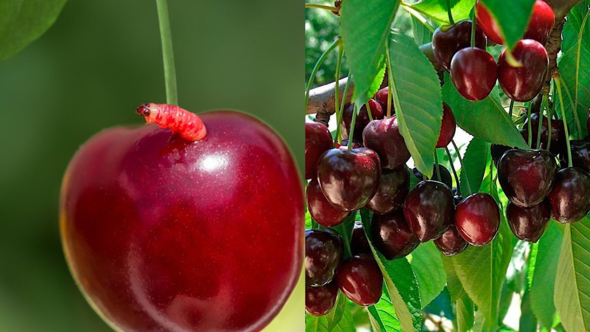 Как избавиться от червей на черешне Как избавиться от червей на черешне