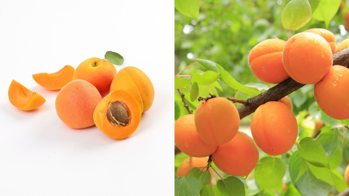 Как вырастить абрикос из косточки Как вырастить абрикос из косточки