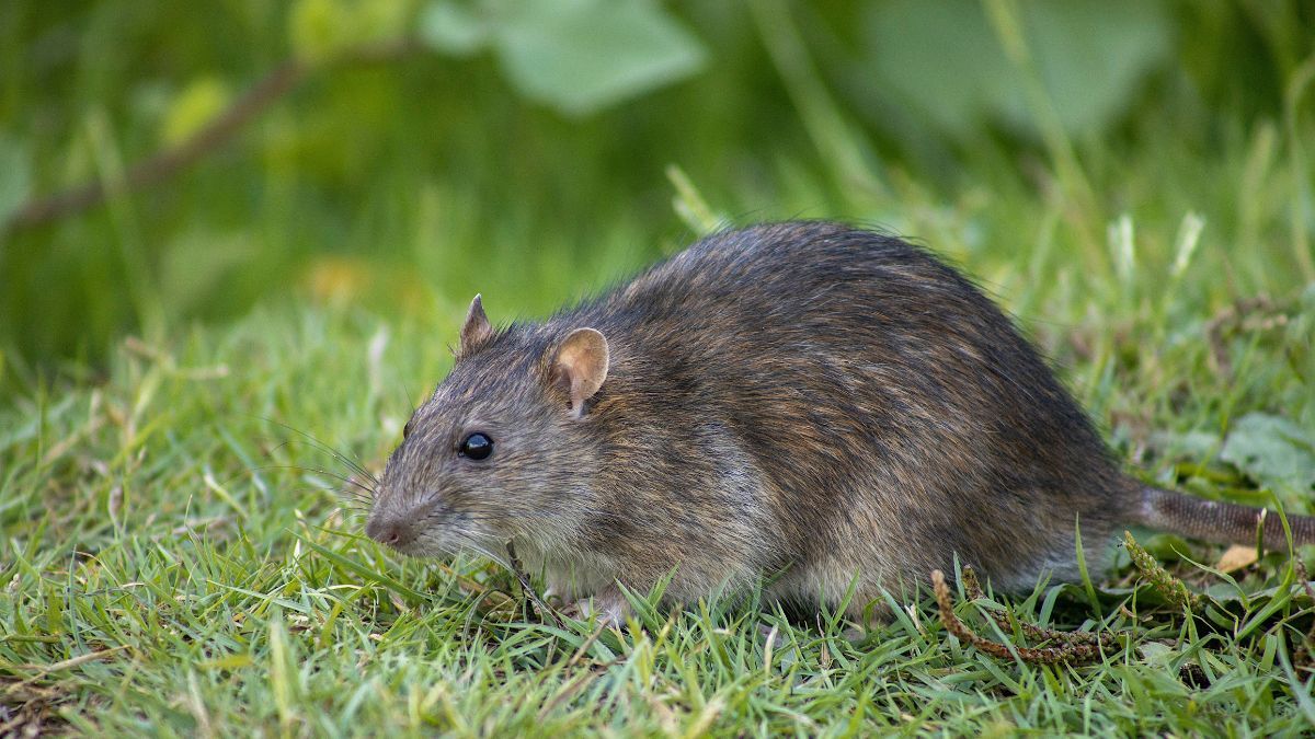 Як позбутися мишей на городі 
