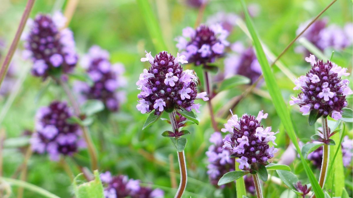 Как правильно посадить чабрец Как правильно посадить чабрец