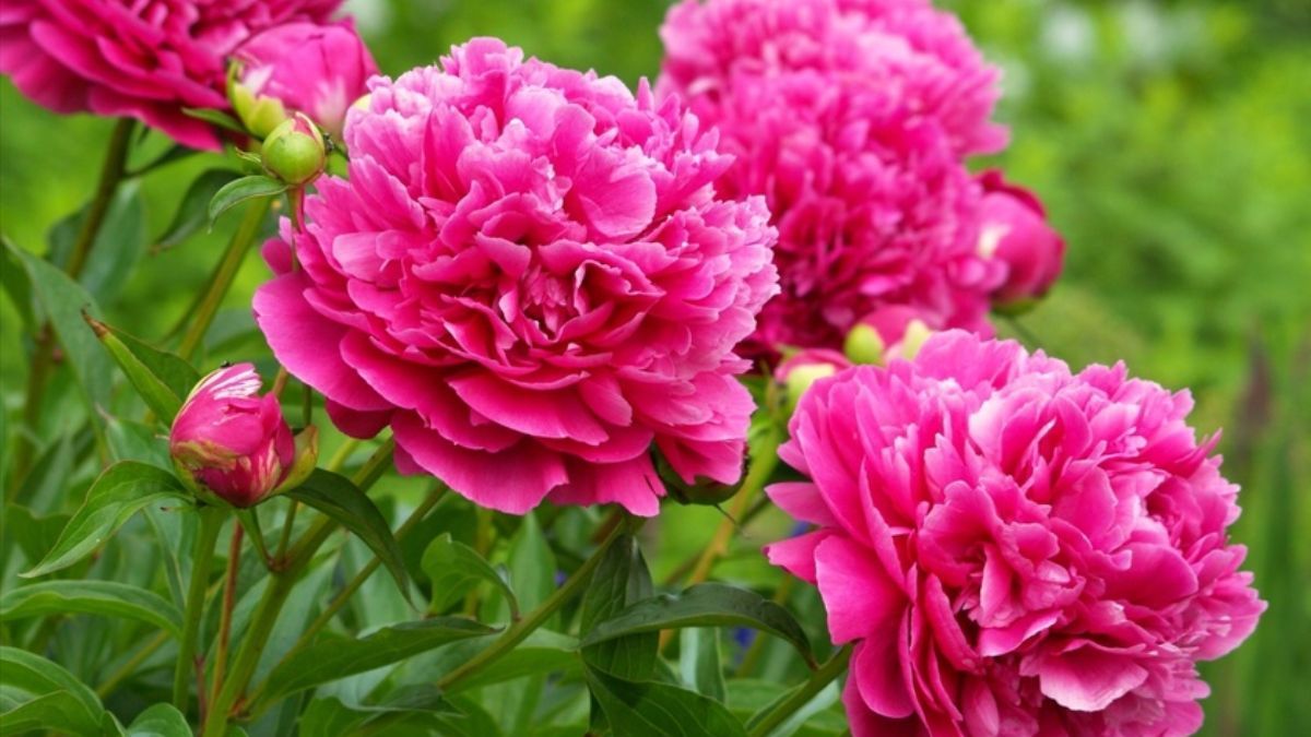 Що посадити біля півоній Що посадити біля півоній