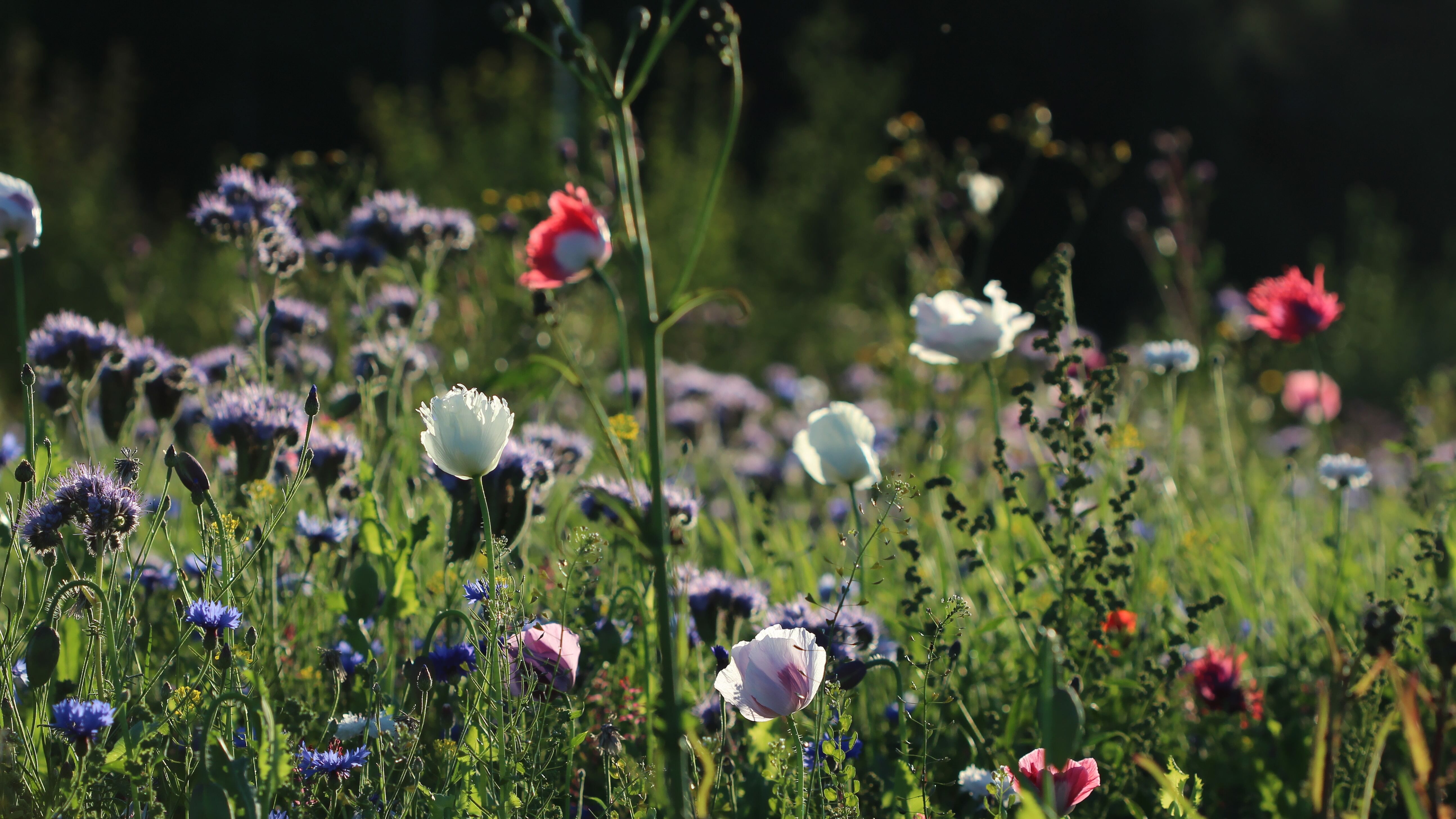 Какой праздник 10 июня Какой праздник 10 июня