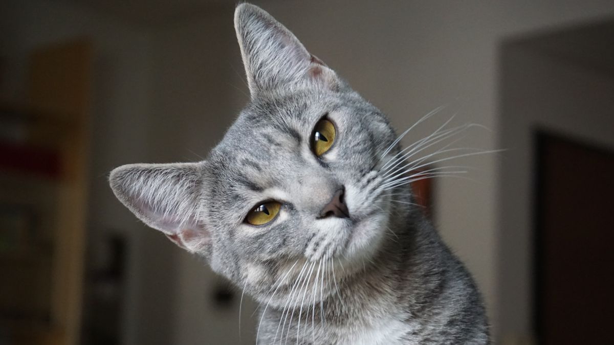 Імена для котів та кішок Імена для котів та кішок