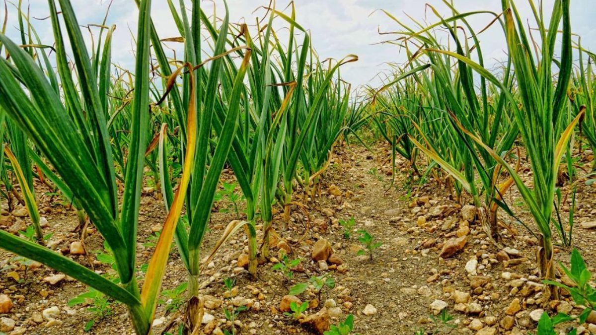 Що робити, щоб часник не жовтів Що робити, щоб часник не жовтів