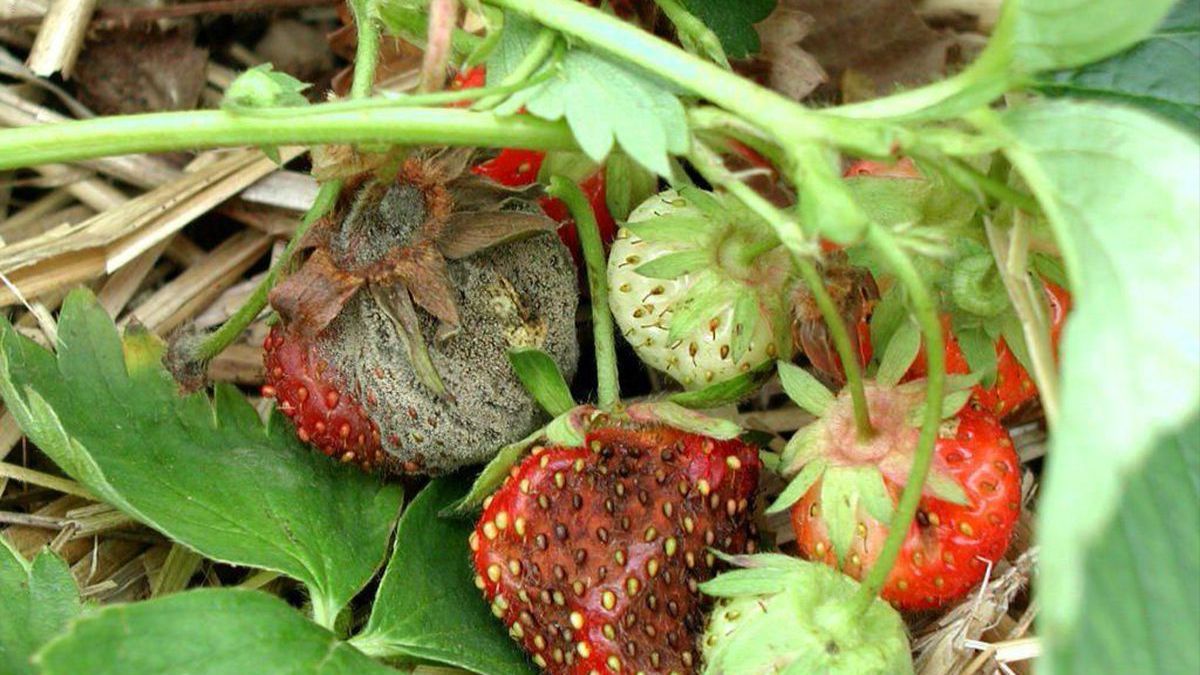 Защита клубники от гниения Защита клубники от гниения