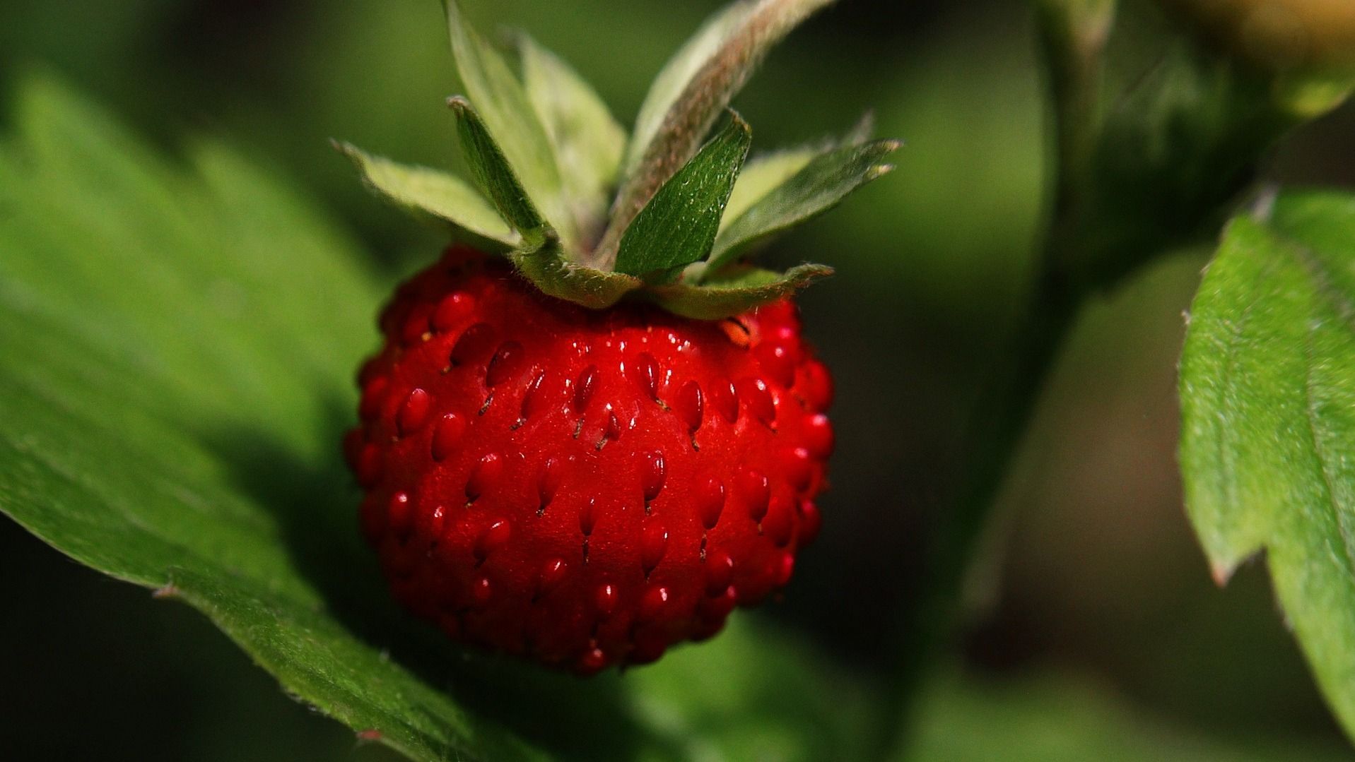 Какой праздник 13 июня Какой праздник 13 июня