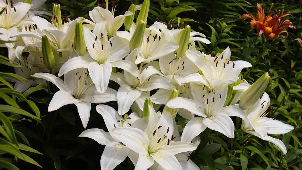 Як досягти пишного цвітіння лілій Як досягти пишного цвітіння лілій