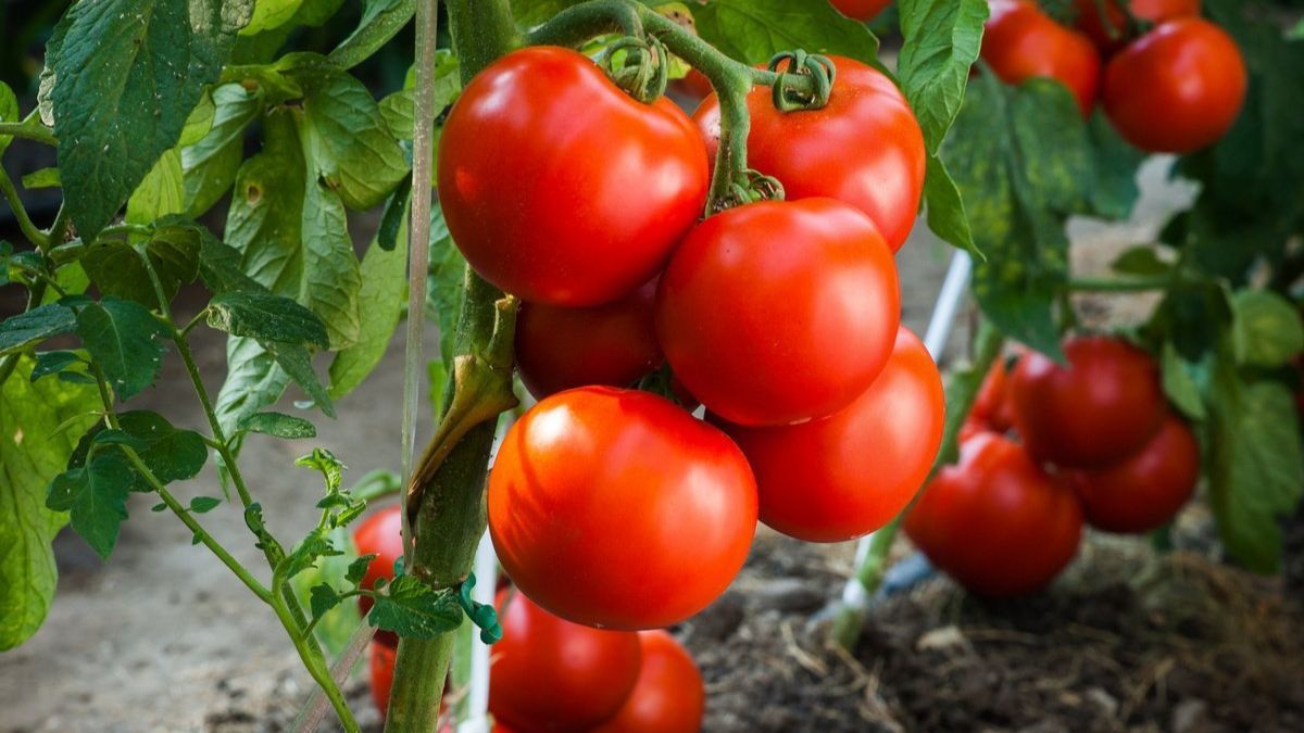 Переваги використання кілок для помідорів:
