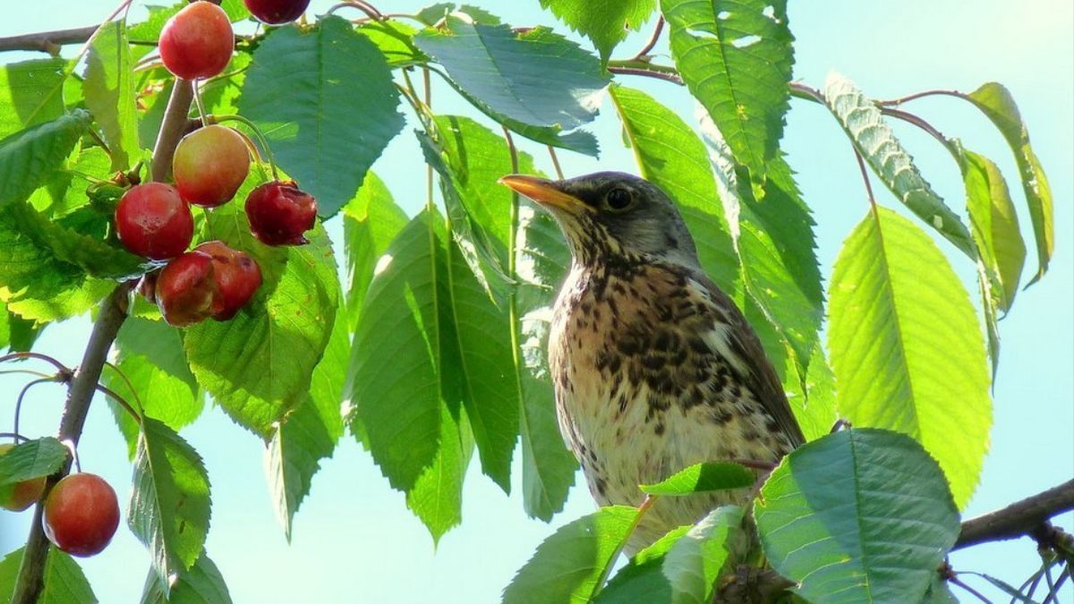 Захист черешні від птахів Захист черешні від птахів