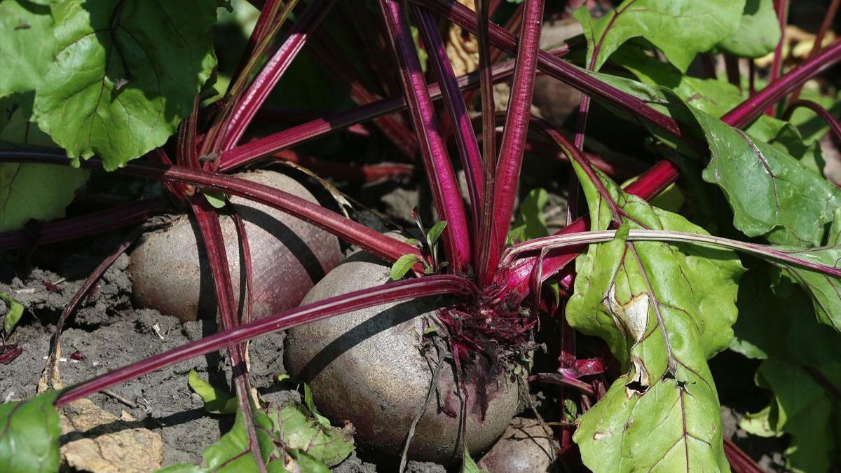 Що робити, якщо погано зійшов буряк Що робити, якщо погано зійшов буряк