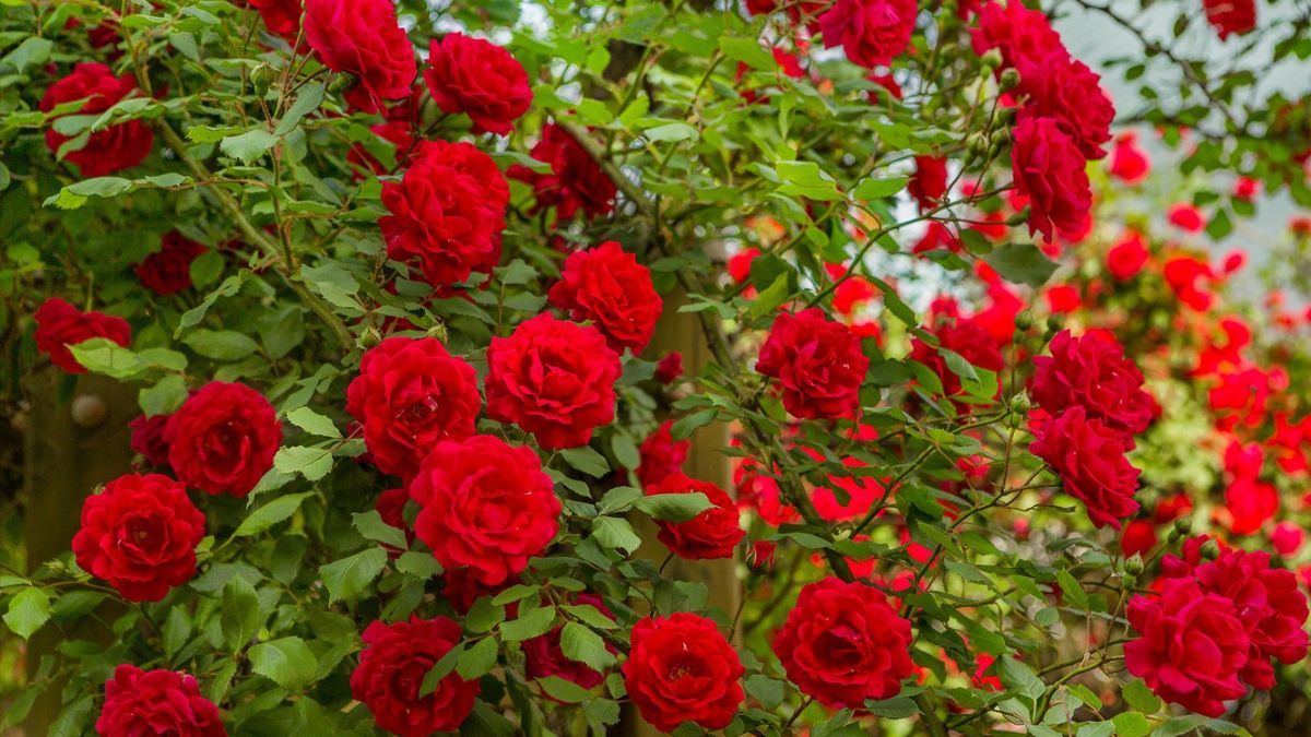 Як доглядати за трояндами влітку Як доглядати за трояндами влітку