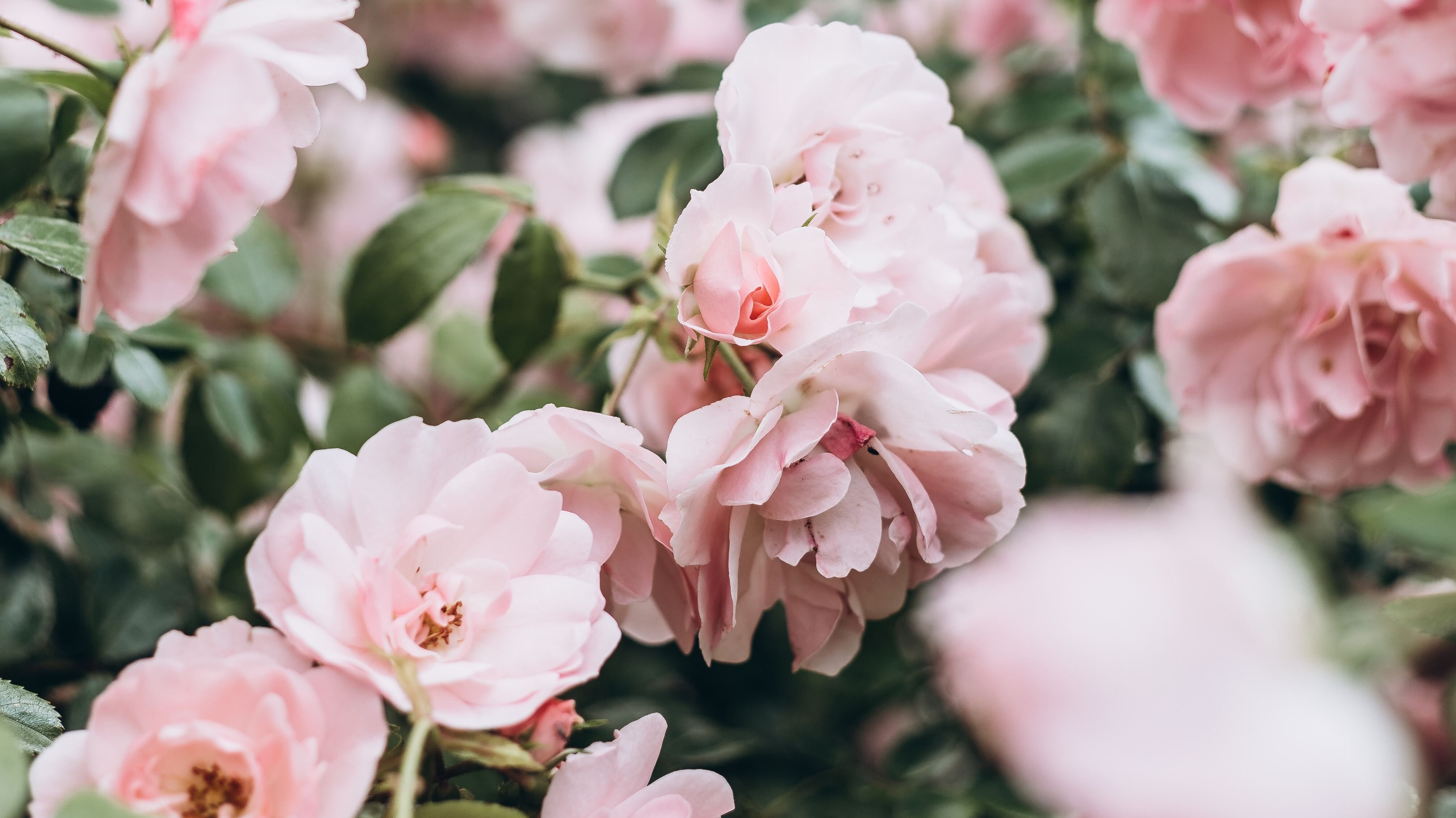 Яке свято 14 червня Яке свято 14 червня