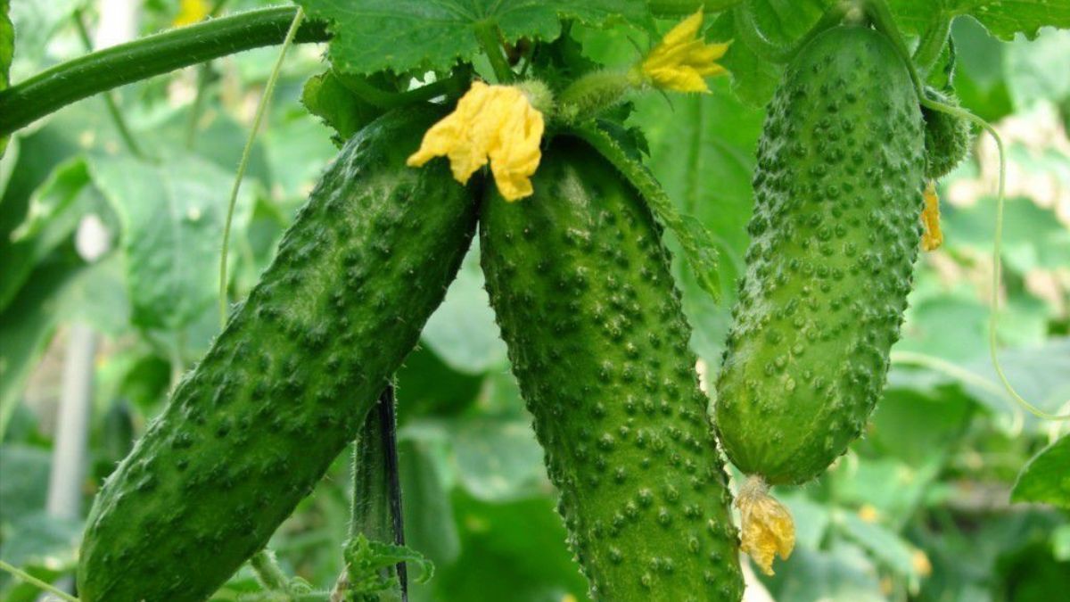 Як формувати стебла огірків Як формувати стебла огірків