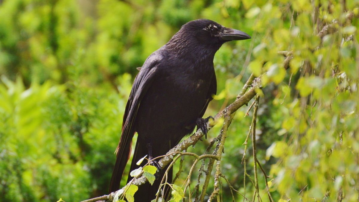 Как бороться с воронами на огороде Как бороться с воронами на огороде