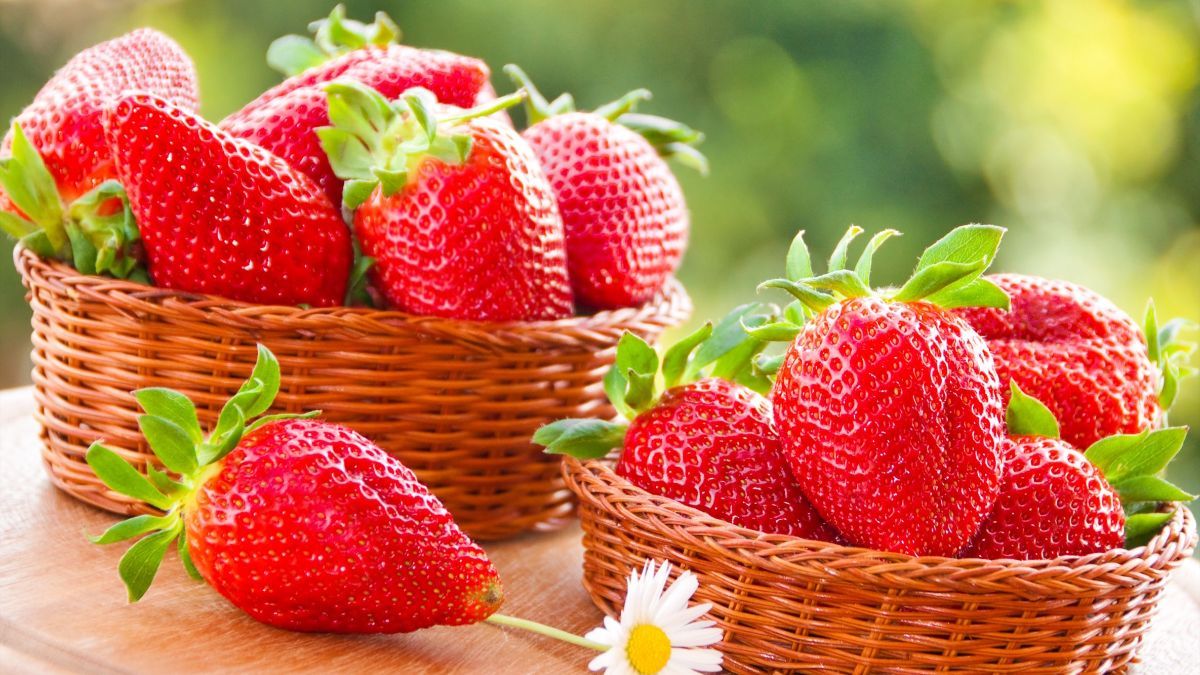 Чем и как подкармливать клубнику во время плодоношения Чем и как подкармливать клубнику во время плодоношения