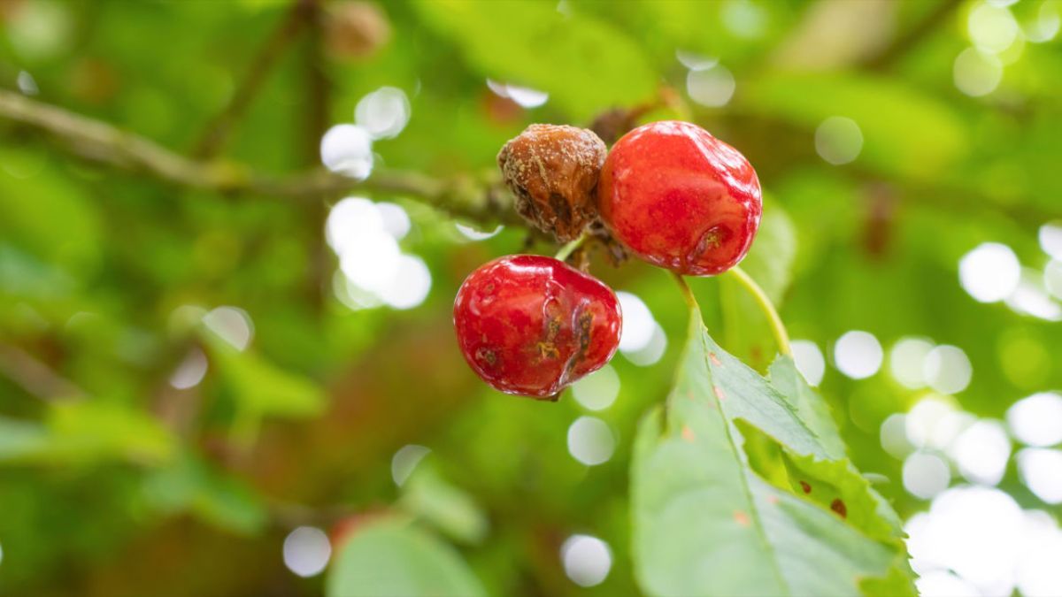 Як боротися з плодовою гниллю черешні Як боротися з плодовою гниллю черешні