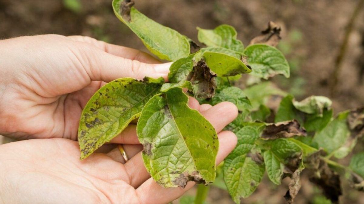 Як захистити картоплю від фітофторозу Як захистити картоплю від фітофторозу