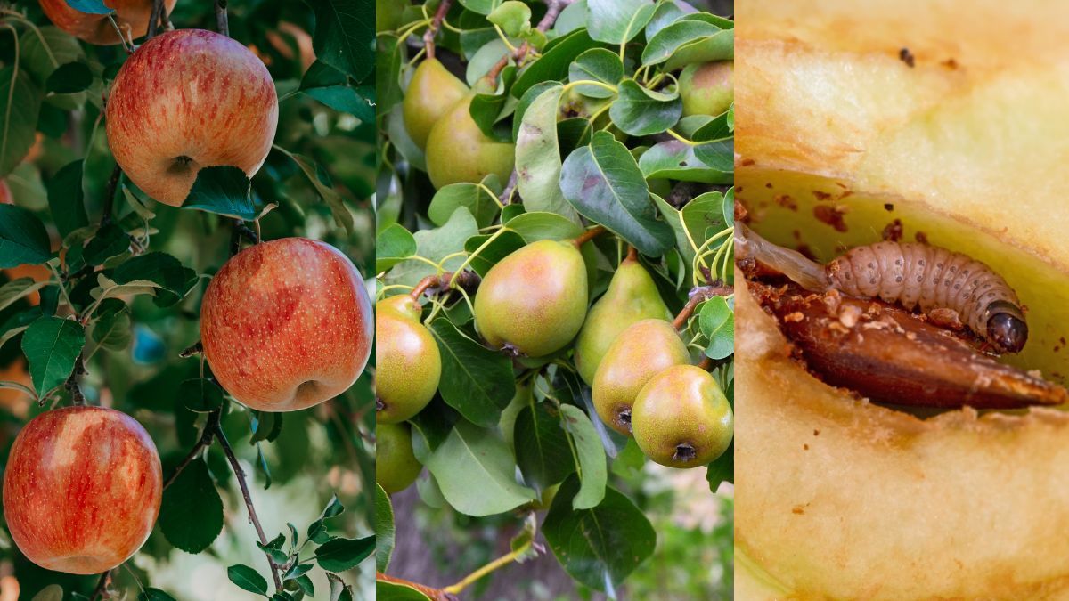 Як захистити яблуні та груші від плодожерки Як захистити яблуні та груші від плодожерки