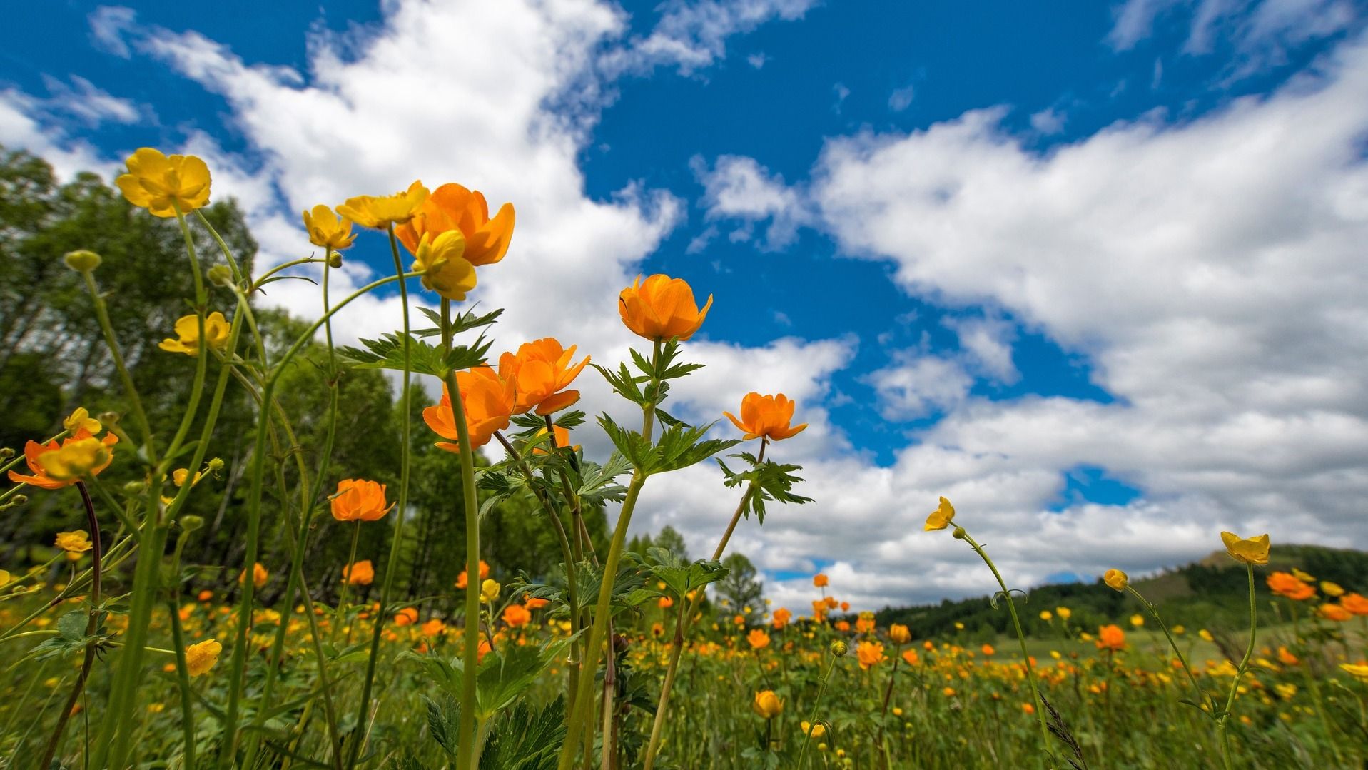 Яке свято 17 червня Яке свято 17 червня