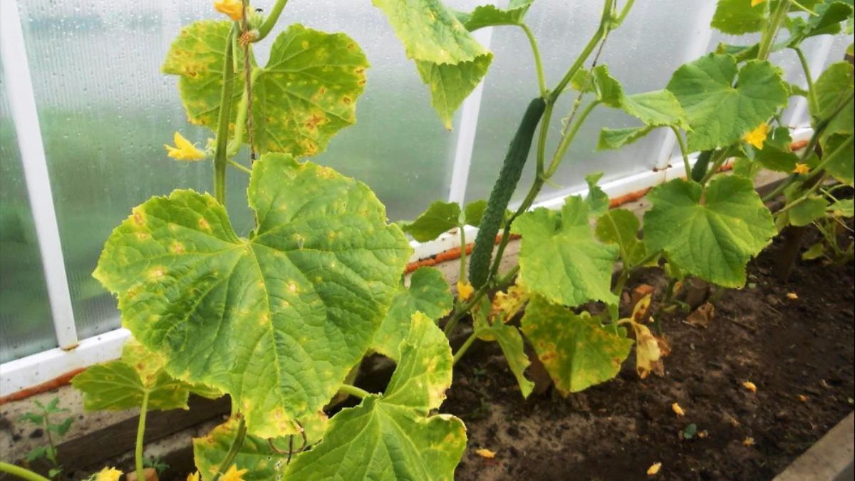 Чем окропить огурцы, чтобы не желтели Чем окропить огурцы, чтобы не желтели