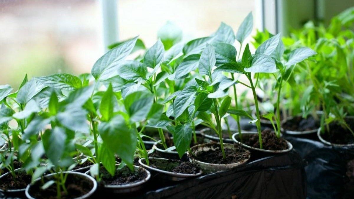 Чем подкормить рассаду перца Чем подкормить рассаду перца