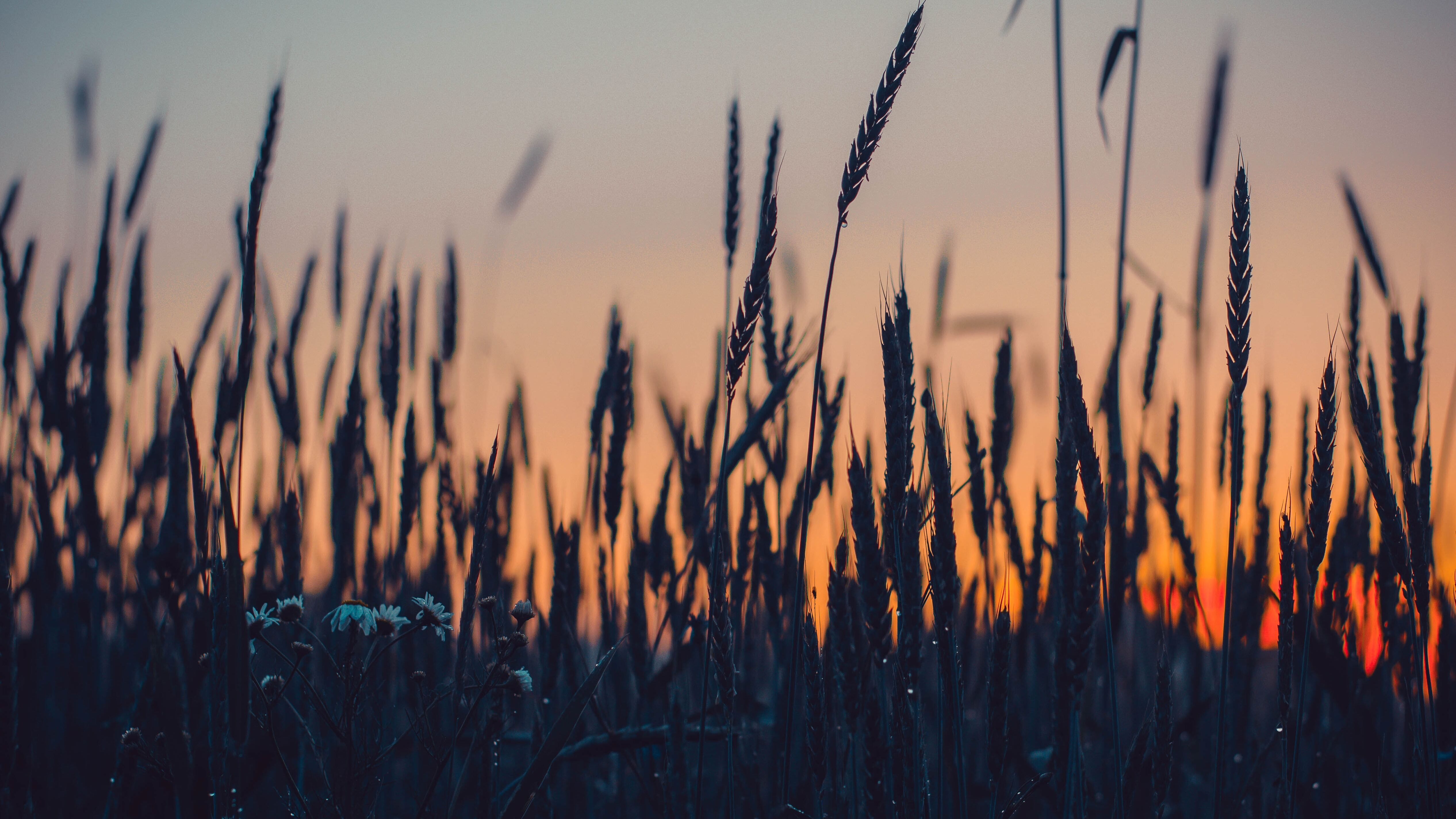 Какой праздник 18 июня Какой праздник 18 июня