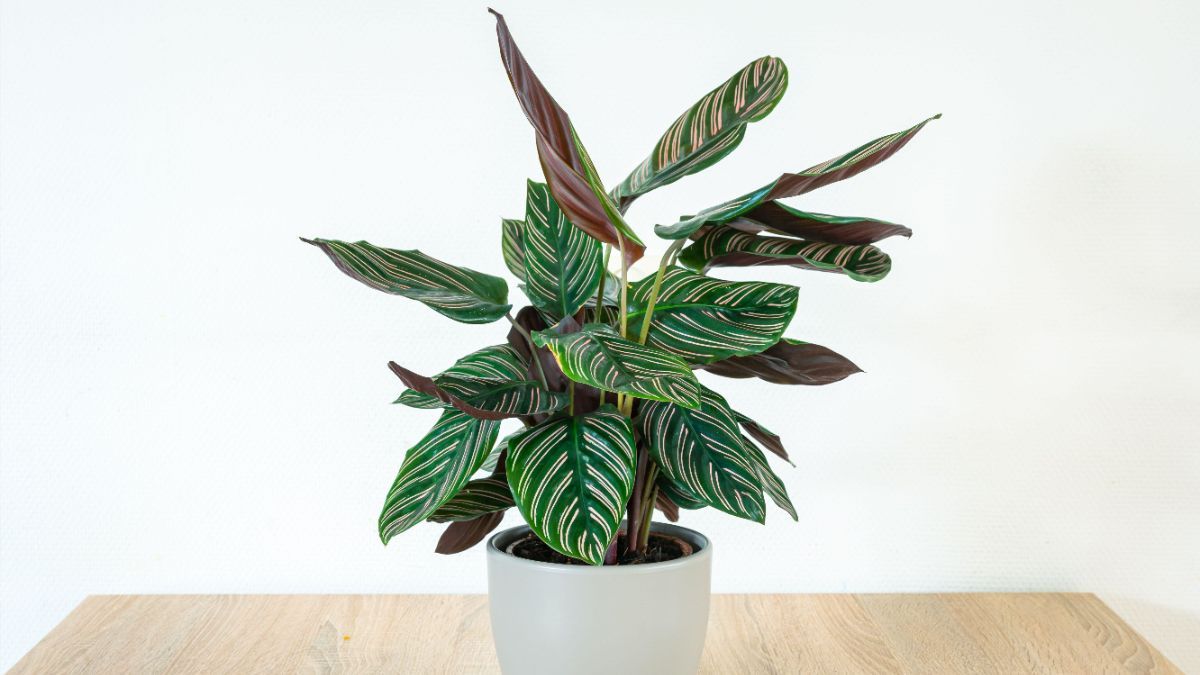 Як посадити та доглядати за калатеєю Як посадити та доглядати за калатеєю