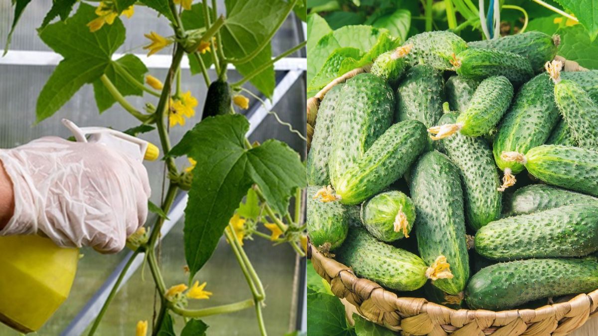 Борна кислота для огірків Борна кислота для огірків