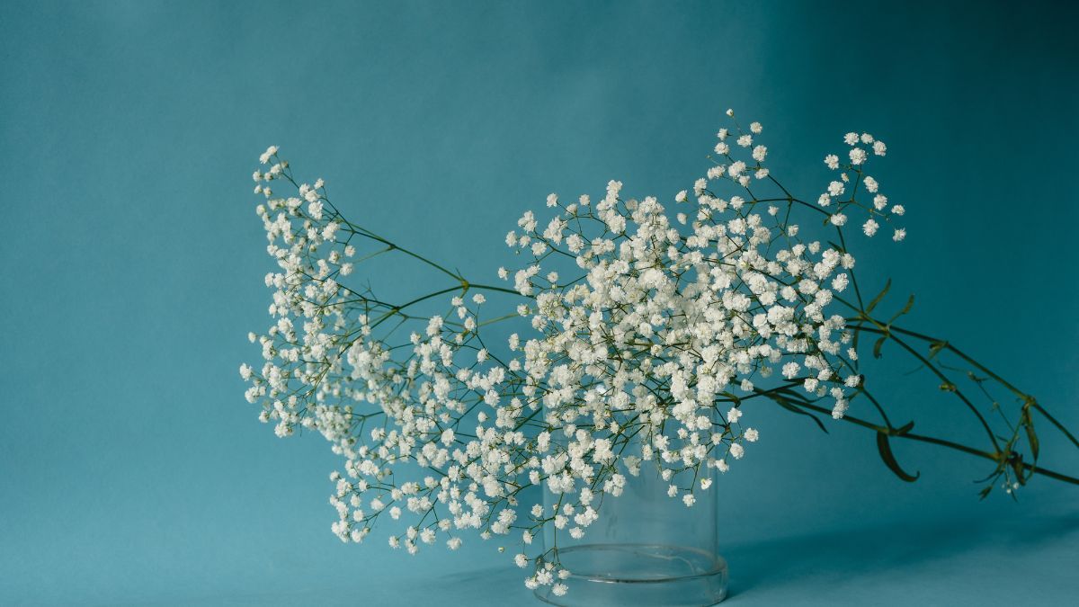 Гипсофилы – посадка и уход Гипсофилы – посадка и уход