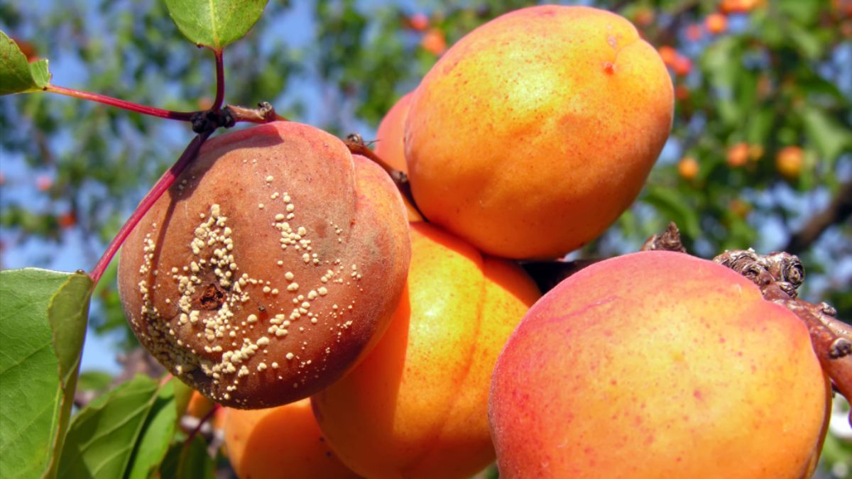 Как спасти абрикос от гниения Как спасти абрикос от гниения