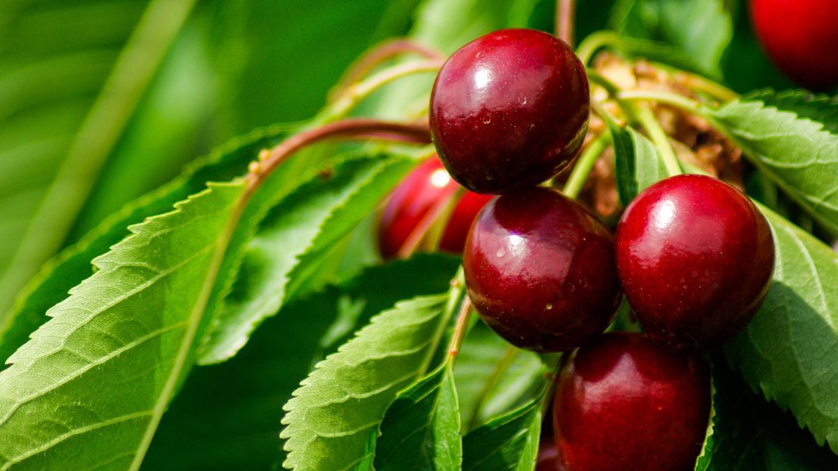 Чим обробити черешню після цвітіння Чим обробити черешню після цвітіння