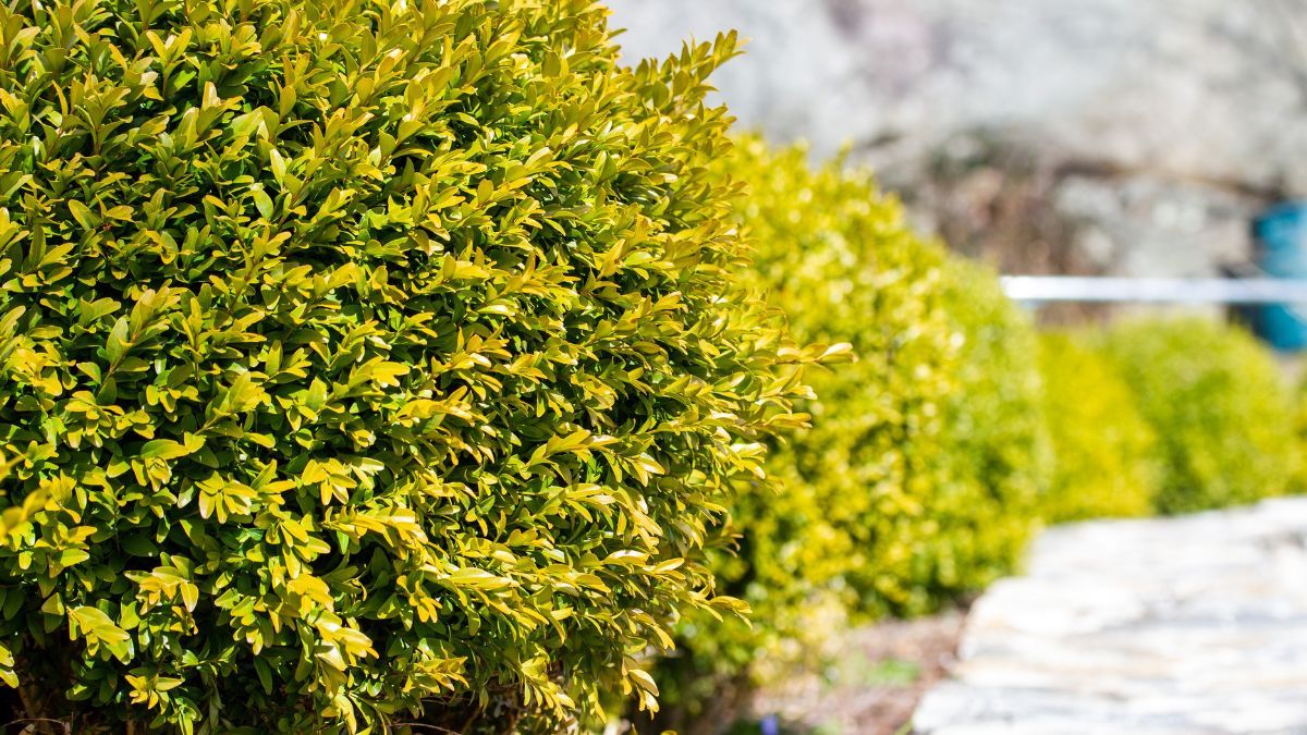 Чем обработать самшит от вредителей Чем обработать самшит от вредителей