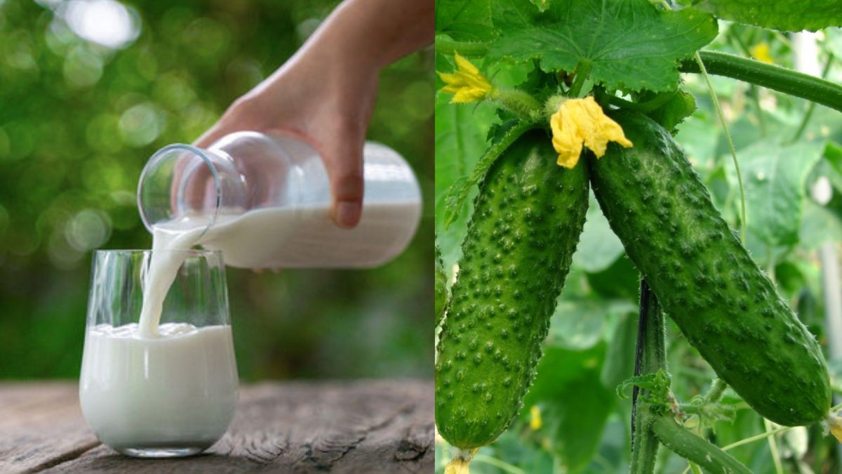 Зачем подкармливать огурцы молоком Зачем подкармливать огурцы молоком