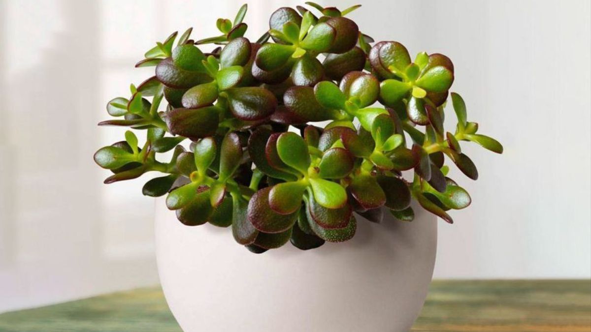 Що робити з грошовим деревом, коли його листя червоніє Що робити з грошовим деревом, коли його листя червоніє