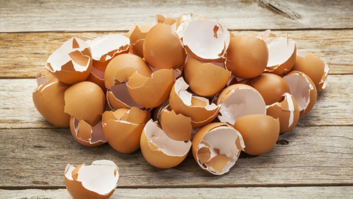 Як використовувати яєчну шкаралупу на городі Як використовувати яєчну шкаралупу на городі