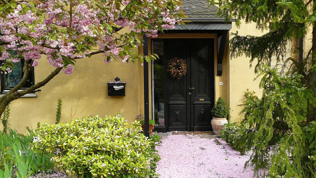 Деревья, которые можно сажать во дворе Деревья, которые можно сажать во дворе