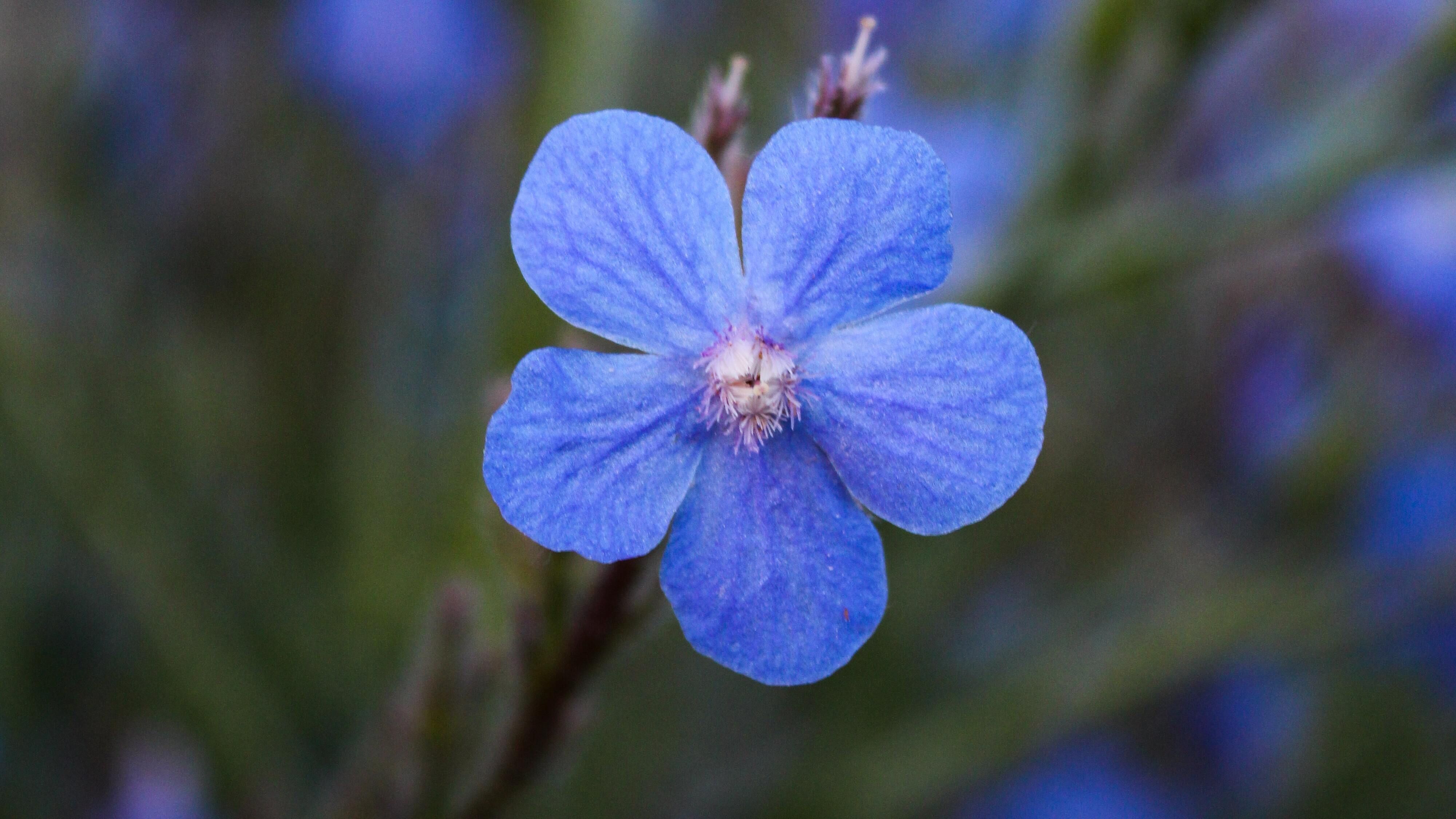 Яке свято 21 червня Яке свято 21 червня